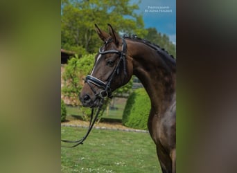 Hanoverian, Mare, 12 years, 16 hh, Smoky-Black