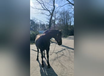 Hanoverian, Mare, 12 years, 16,1 hh, Black
