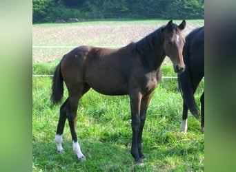 Hanoverian, Mare, 12 years, 16,1 hh, Brown
