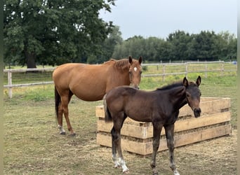 Hanoverian, Mare, 12 years, 16,1 hh, Chestnut-Red