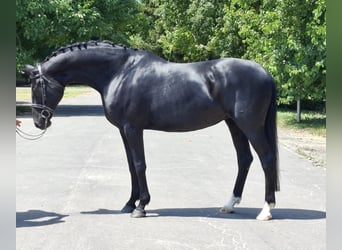 Hanoverian, Mare, 12 years, 16,2 hh, Black