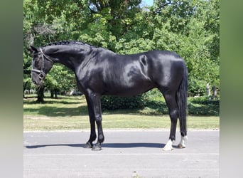 Hanoverian, Mare, 12 years, 16,2 hh, Black