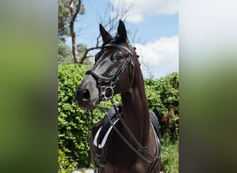 Hanoverian, Mare, 12 years, 16,2 hh, Black