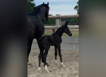 Hanoverian, Mare, 12 years, 16,2 hh, Smoky-Black