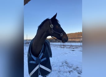 Hanoverian, Mare, 12 years, 16,3 hh, Bay-Dark