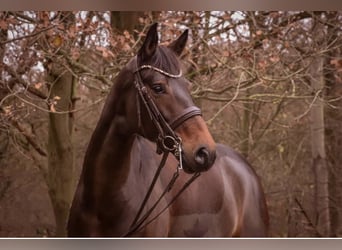 Hanoverian, Mare, 12 years, 16,3 hh, Bay-Dark