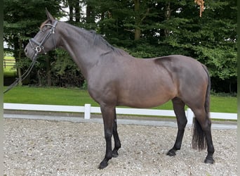 Hanoverian, Mare, 12 years, 16,3 hh, Black