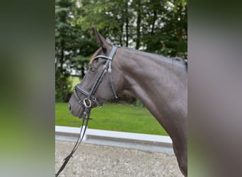 Hanoverian, Mare, 12 years, 16,3 hh, Black