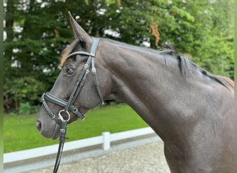 Hanoverian, Mare, 12 years, 16,3 hh, Black