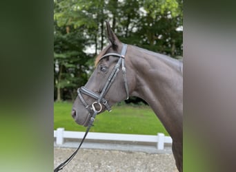 Hanoverian, Mare, 12 years, 16,3 hh, Black