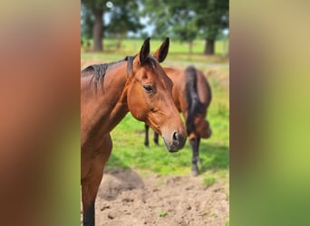 Hanoverian, Mare, 12 years, 16,3 hh, Brown