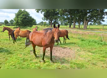 Hanoverian, Mare, 12 years, 16,3 hh, Brown