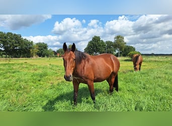 Hanoverian, Mare, 12 years, 16,3 hh, Brown