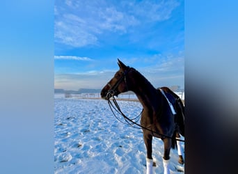 Hanoverian, Mare, 12 years, 16,3 hh, Chestnut