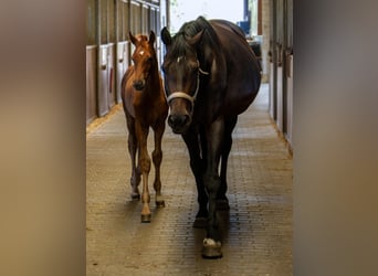 Hanoverian, Mare, 12 years, 17.1 hh, Bay-Dark