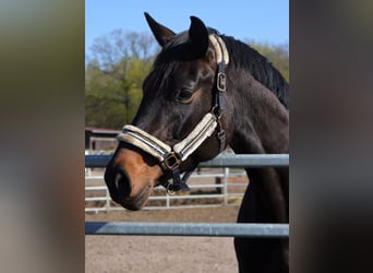 Hanoverian, Mare, 12 years, 17.1 hh, Bay-Dark