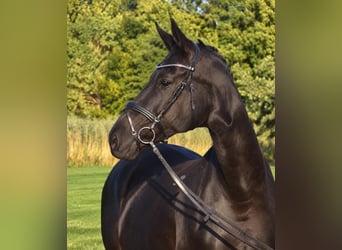 Hanoverian, Mare, 12 years, 17 hh, Black