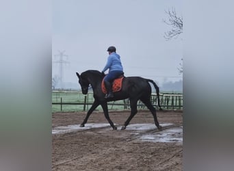 Hanoverian, Mare, 12 years, 17 hh, Black