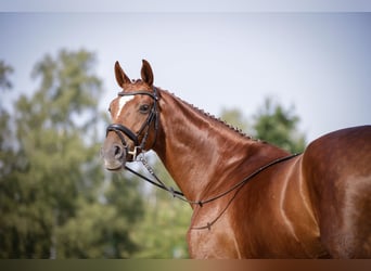 Hanoverian, Mare, 12 years, 17 hh, Chestnut-Red