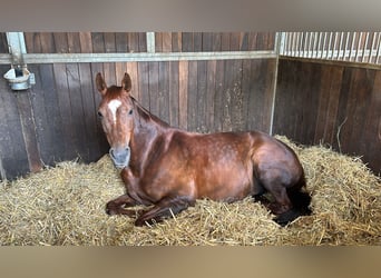 Hanoverian, Mare, 12 years, 17 hh, Chestnut-Red