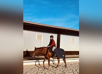 Hanoverian, Mare, 12 years, 17 hh, Chestnut-Red