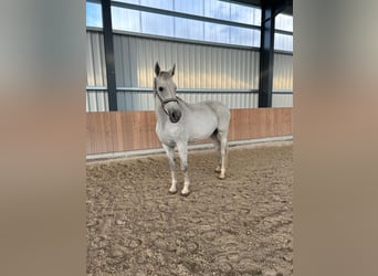 Hanoverian, Mare, 12 years, 17 hh, Gray-Dark-Tan