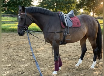 Hanoverian, Mare, 12 years, 17 hh, Smoky-Black