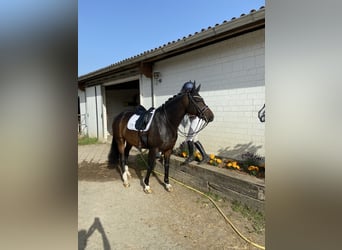 Hanoverian, Mare, 12 years, 17 hh, Smoky-Black