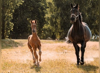 Hanoverian, Mare, 12 years, 17,1 hh, Bay-Dark