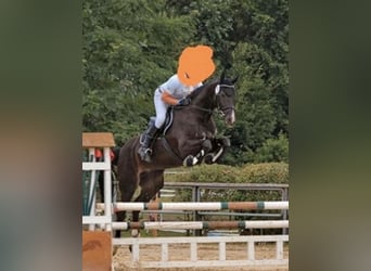 Hanoverian, Mare, 12 years, 17,1 hh, Black