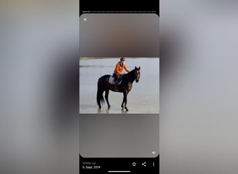 Hanoverian, Mare, 12 years, Smoky-Black