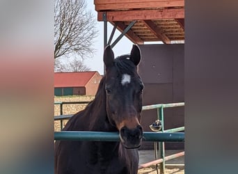 Hanoverian, Mare, 12 years, Smoky-Black