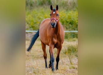 Hanoverian, Mare, 13 years, 15.3 hh, Brown
