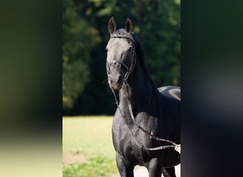 Hanoverian, Mare, 13 years, 15,2 hh, Black