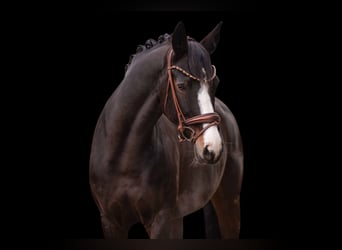 Hanoverian, Mare, 13 years, 16.1 hh, Bay-Dark