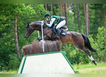 Hanoverian, Mare, 13 years, 16.1 hh, Bay-Dark