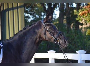 Hanoverian, Mare, 13 years, 16.1 hh, Black