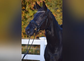 Hanoverian, Mare, 13 years, 16.1 hh, Black