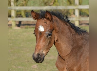 Hanoverian, Mare, 13 years, 16.1 hh
