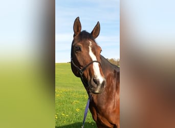 Hanoverian, Mare, 13 years, 16.1 hh, Brown