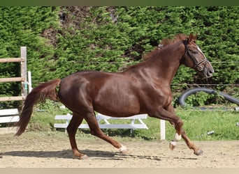 Hanoverian, Mare, 13 years, 16.1 hh, Chestnut-Red