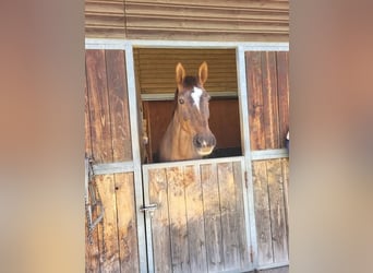 Hanoverian, Mare, 13 years, 16.1 hh
