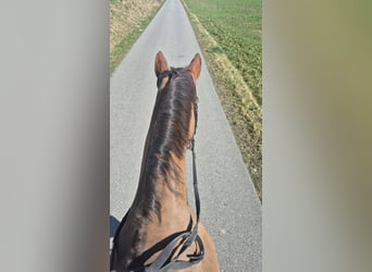 Hanoverian, Mare, 13 years, 16.1 hh