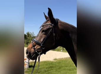 Hanoverian, Mare, 13 years, 16.2 hh, Bay-Dark