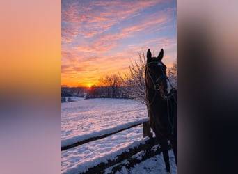 Hanoverian, Mare, 13 years, 16.2 hh, Bay-Dark