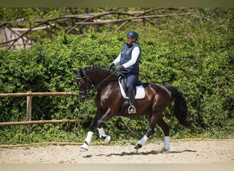 Hanoverian, Mare, 13 years, 16.2 hh, Black