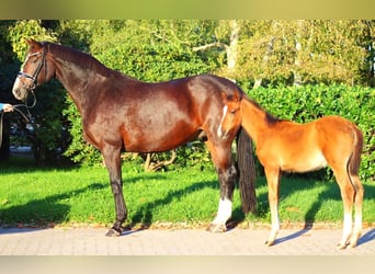 Hanoverian, Mare, 13 years, 16,2 hh, Brown