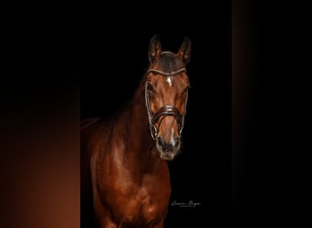 Hanoverian, Mare, 13 years, 16.2 hh, Brown
