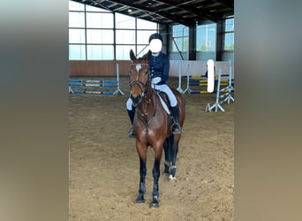 Hanoverian, Mare, 13 years, 16.2 hh, Brown