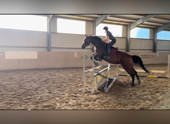 Hanoverian, Mare, 13 years, 16.2 hh, Brown